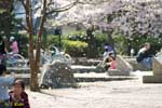 桜の花びらが舞う公園の風景