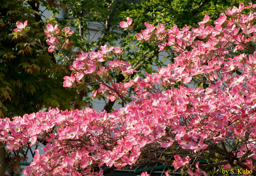 枝一面のピンクの花の写真