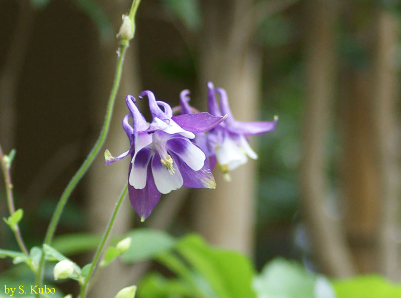 花びらの元が紫で先端が白の花の写真