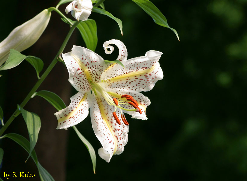 大きく開いた百合の花の写真