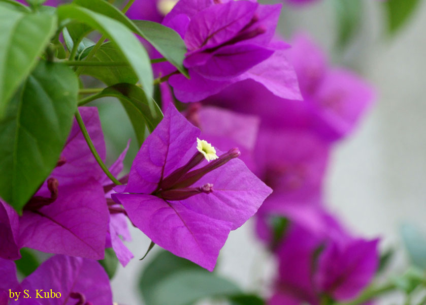 紫色の花の写真