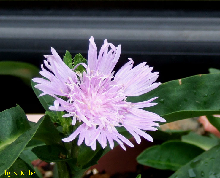 花弁の所々に隙間のある花の写真