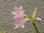 薄いピンクの花の写真