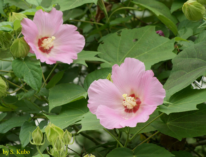 ピンクの花２輪の写真