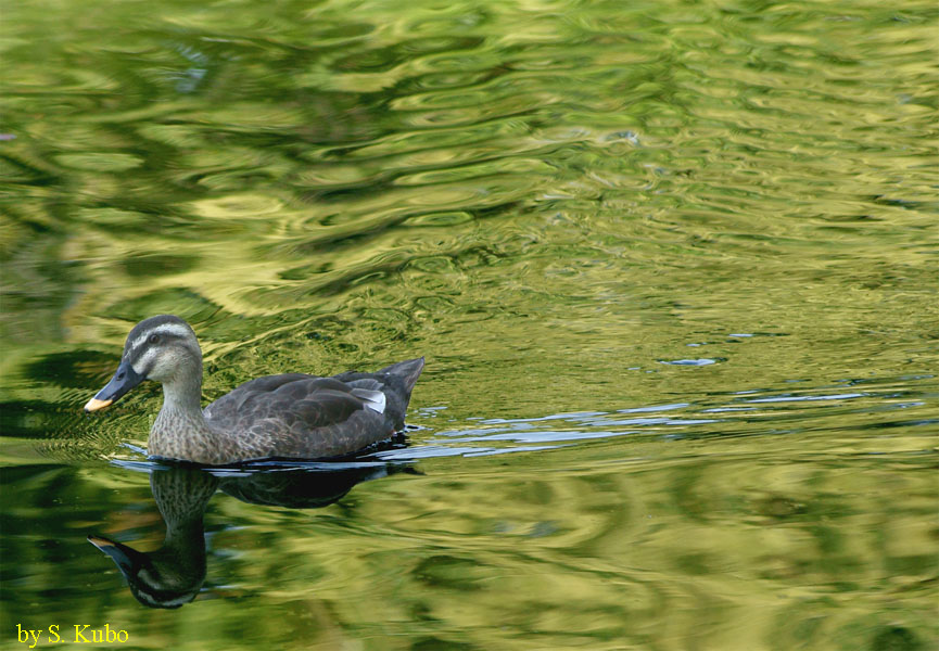 水面を泳ぐ水鳥の写真