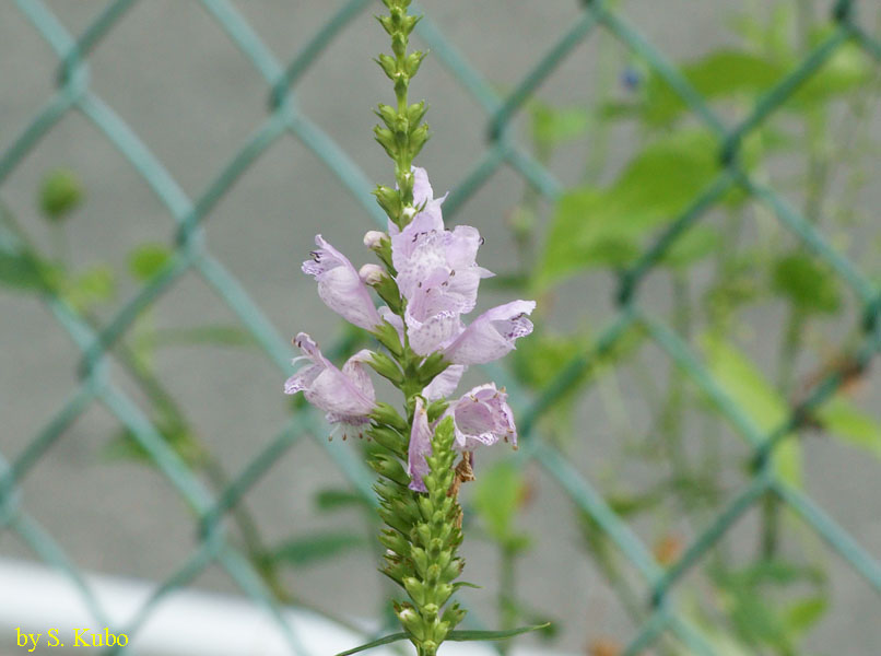 穂先に数輪の花を付けた写真