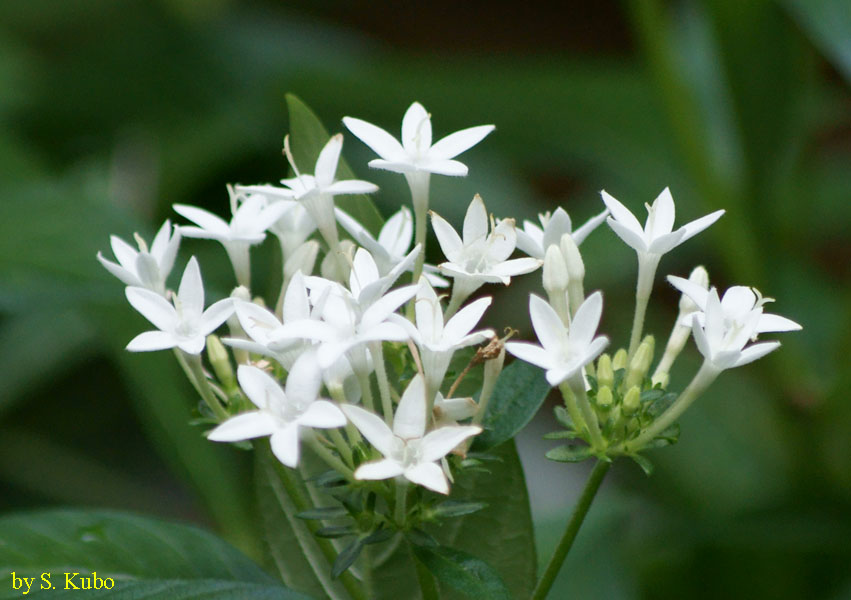 白い花の固まりの写真