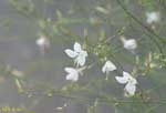 細い枝先に咲く白い花の写真