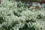 白い密集した花の写真