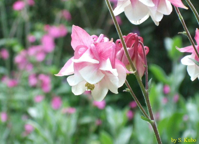 ピンクと白の花の写真
