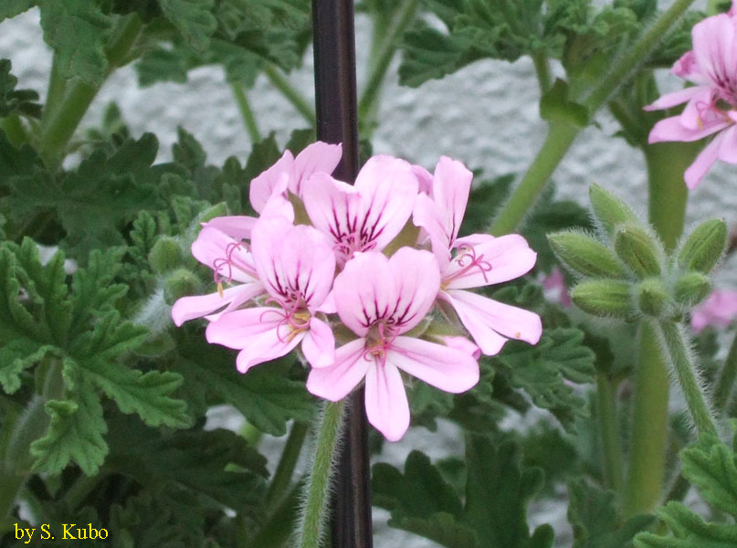 ピンクの小さな花の写真
