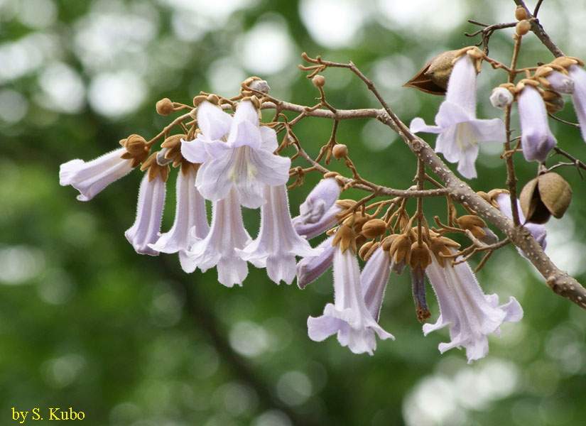 白い花を多数付けた枝先の写真