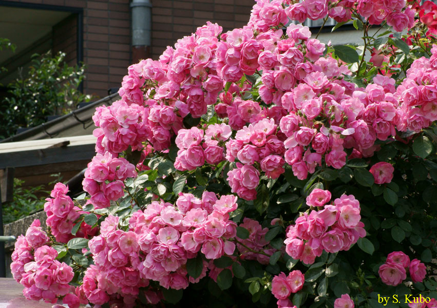枝一杯に咲いたピンクのバラの写真