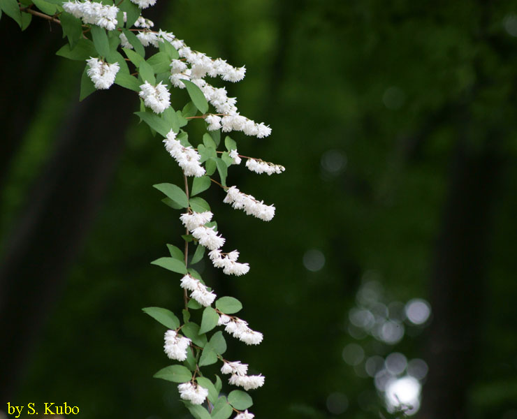 細長い枝に白い小さな花が多数付いた写真
