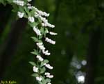 長い枝にたくさん咲く白い花の写真