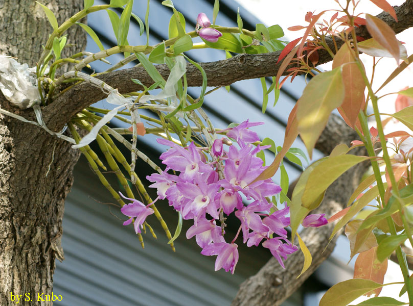 枝の根元から芽を出して咲く花の写真