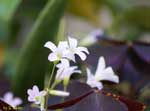 白い小さな花の写真