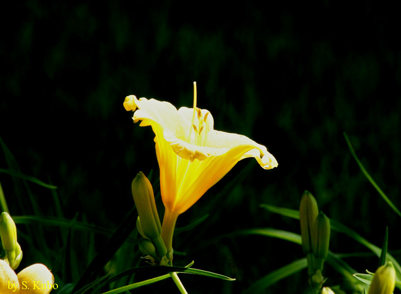 黒を背景にした黄色の花の写真．はなびらが光で透けている．