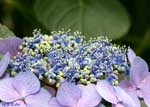 萼紫陽花の中心部の写真