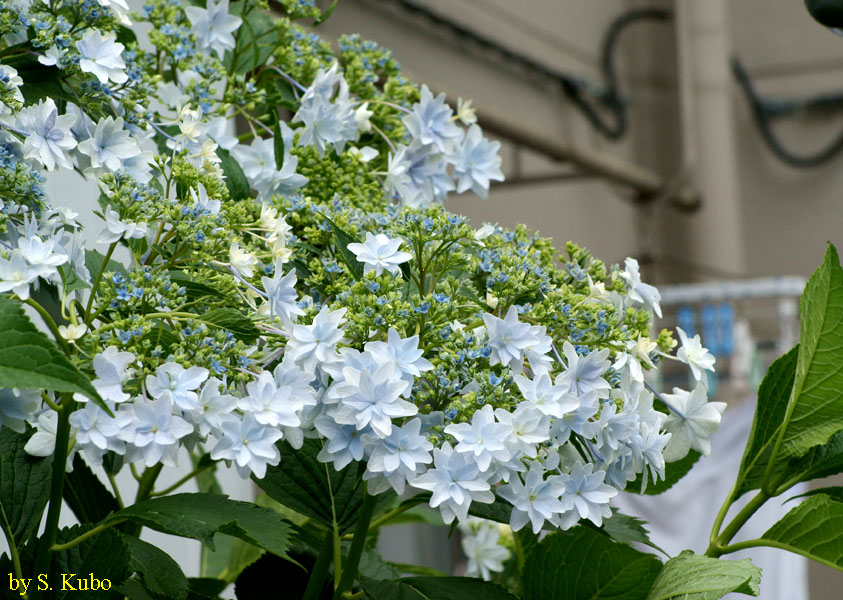 大きい萼紫陽花の写真