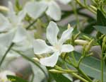 白いプロペラ状の花の写真