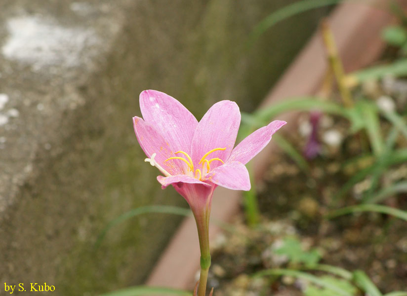上向きに咲くピンクの花の写真