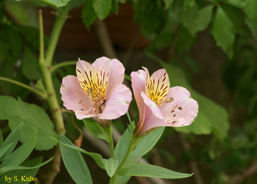 ピンクに筋状の斑が入った花の写真