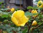 黄色い花のアップの写真