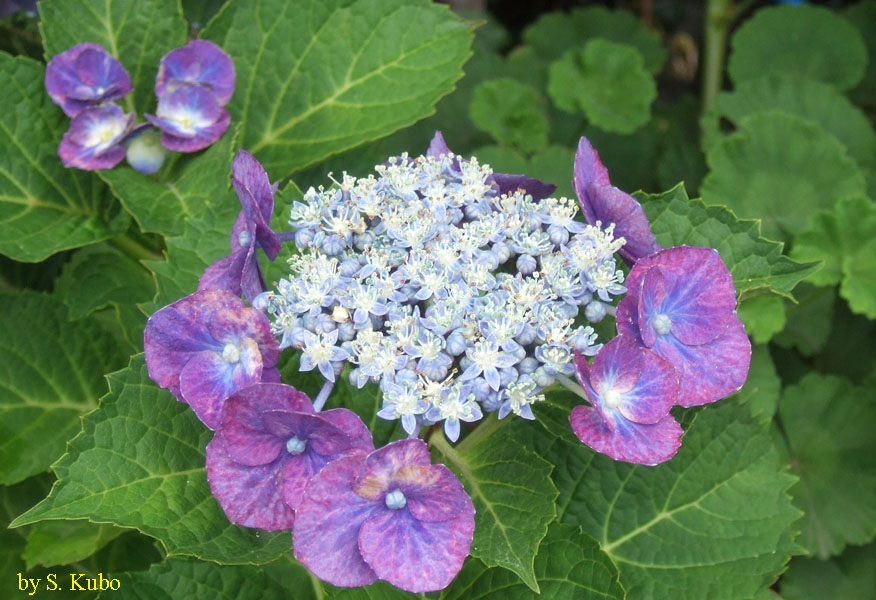 周囲が紫の萼紫陽花の写真