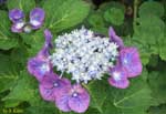 萼紫陽花の写真