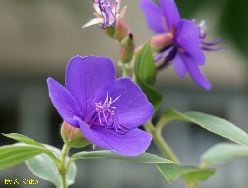 濃い紫色の花の写真