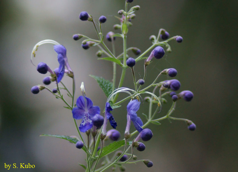 しべが長い紫色の花の写真