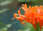 固まって咲く濃いオレンジ色の花の写真