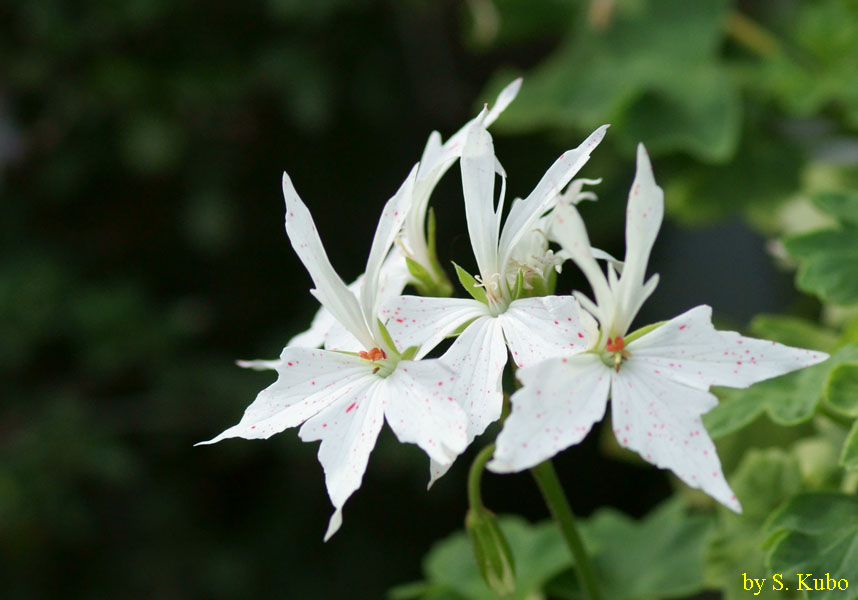 花びらが角張った白い花の写真