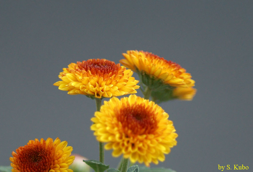 中央が赤，周辺が黄色の菊の花の写真