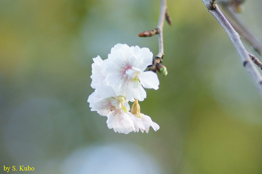 枝先に咲く２，３輪の花の写真