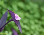 濃い紫の葉と薄い紫の花の写真