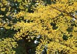 黄葉した銀杏の葉の写真