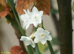 花の中央が白い水仙の写真