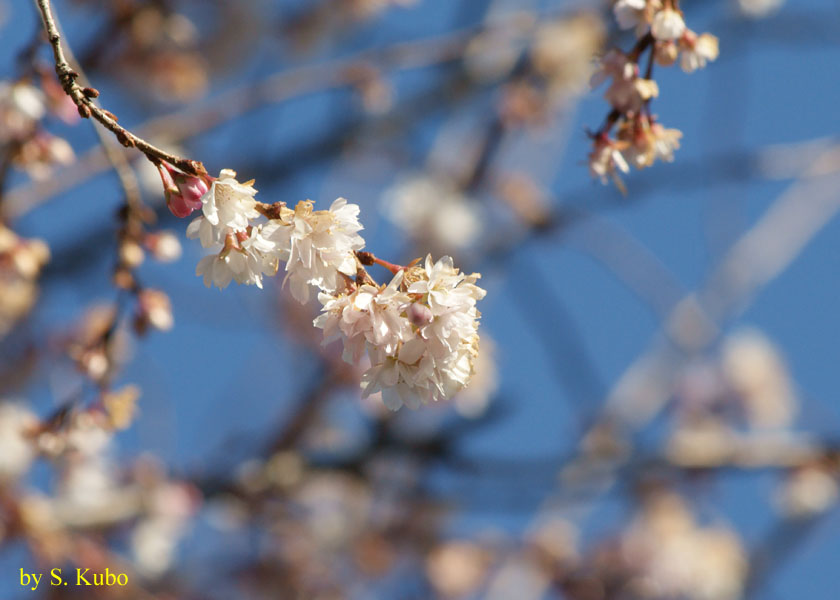 枝先にまとまって咲いている白い花の写真