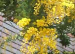 黄色い花をたくさん付けた木の写真