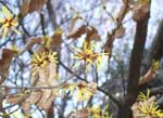 枯れ葉と紐状の花弁の花を付けた木の写真