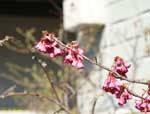 枝に並ぶ濃いピンクの花の写真