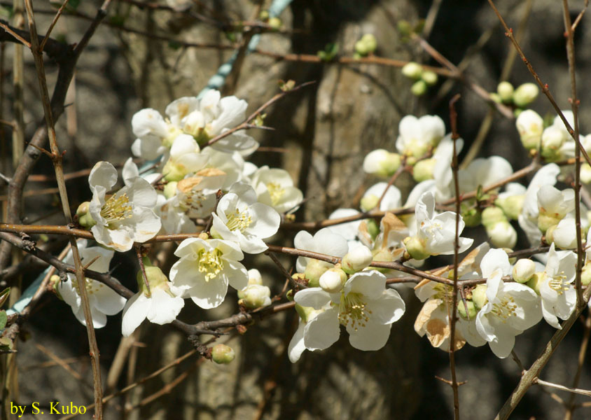 白い花がたくさん付いた枝の写真