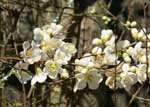 白い花がたくさん付いた枝の写真