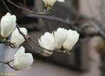 枝先に咲く数輪の白い花の写真