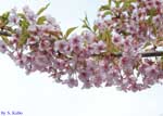 満開の桜一枝の写真
