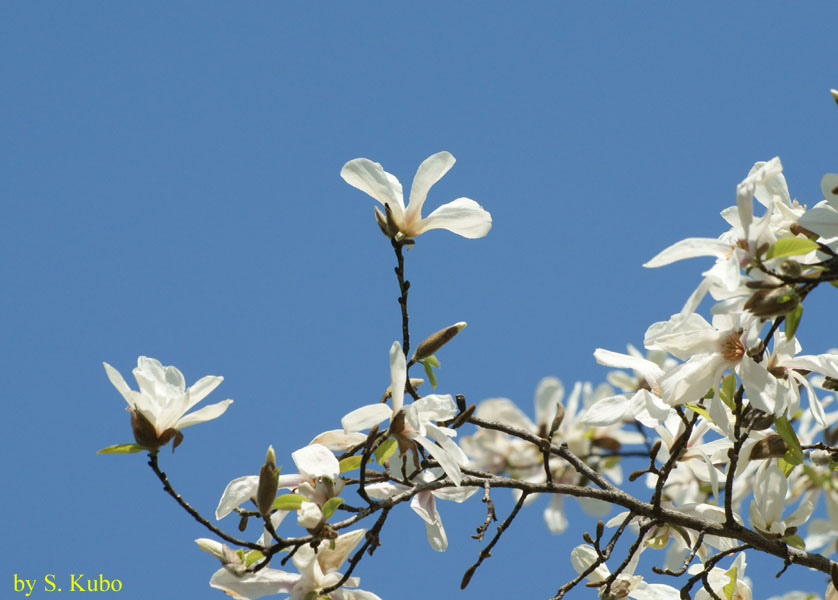 青空を背景にしたたくさんの白い花の写真
