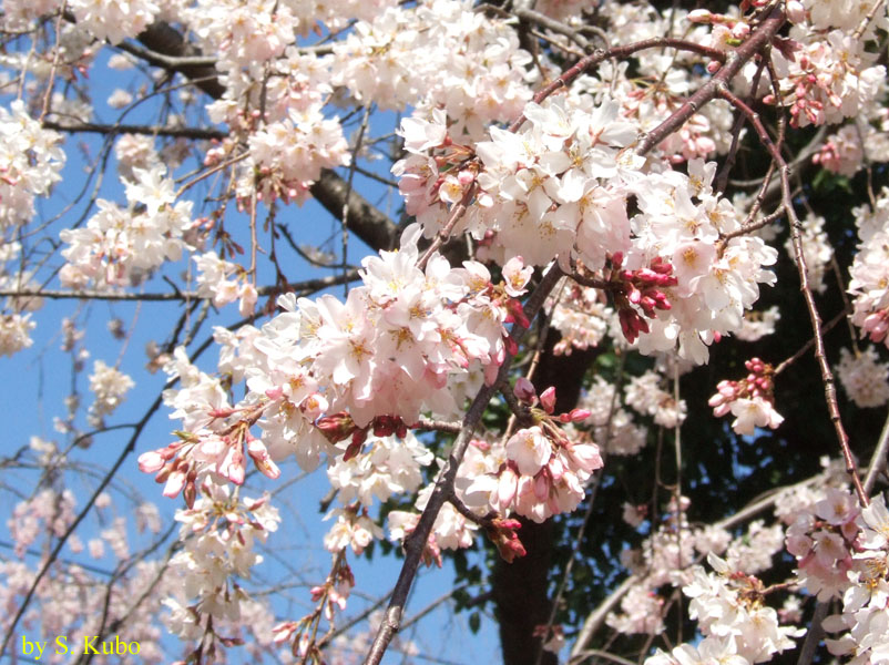 満開の桜の写真