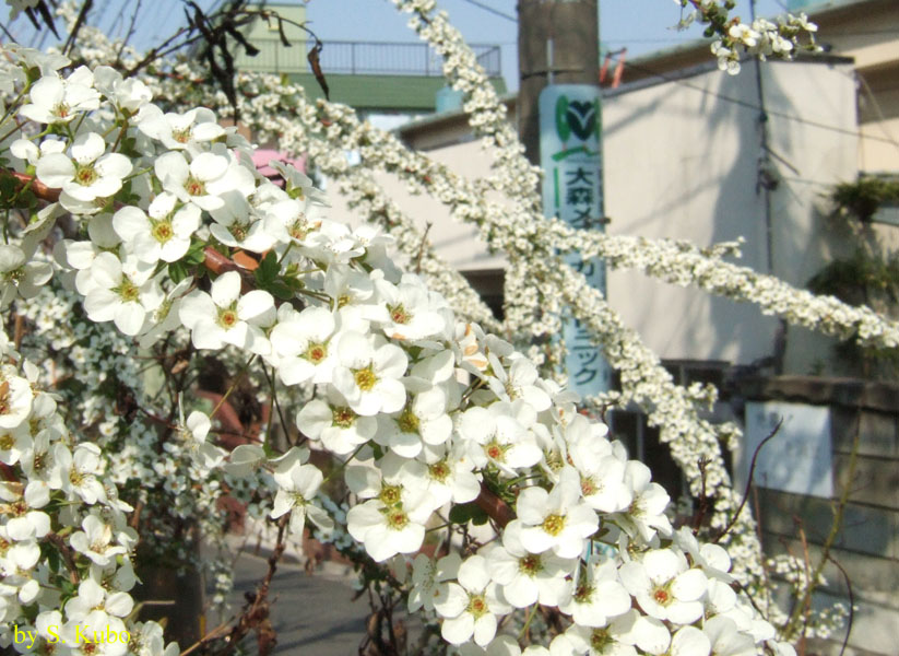 細い枝に白い花がびっしりと咲いている写真